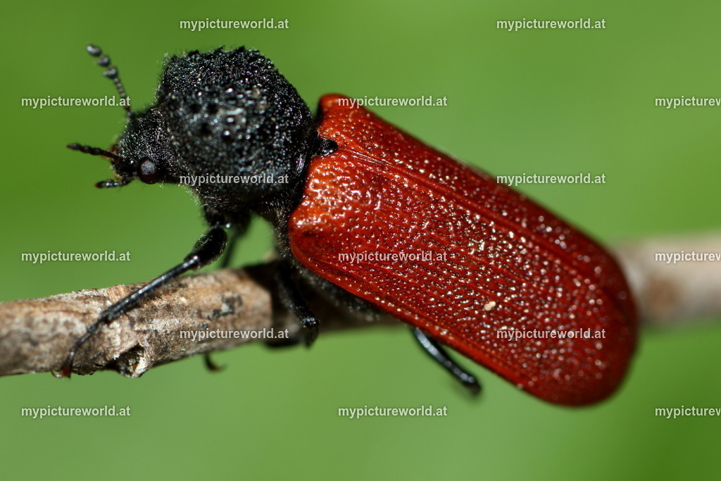 Bostrichus capucinus-004 | Das Bilderarchiv über Tiere, Planzen und Landschaften. In der Bilddatenbank finden Sie ein große Auswahl an hochwertigen Bilder für Ihre Werbung - Realized with Pictrs.com