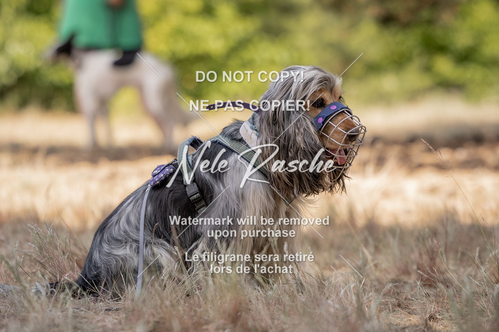 nelerasche_soDD2_361 | nelerasche