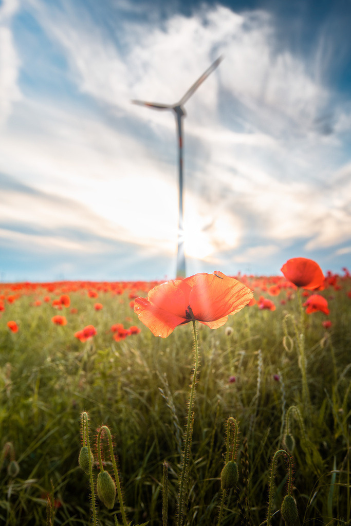 Mohnblüte und Sonnenstrahlen | Wir machen aus Ihren Bildern Erinnerungen für die Ewigkeit | Hochwertige Fotografien für Ihr zu Hause. - Realisiert mit Pictrs.com