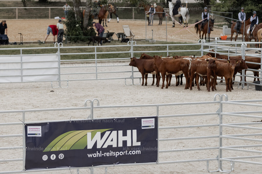 WE__Stoib_Rinder_PI2025_2979 | Pferd International München 2025