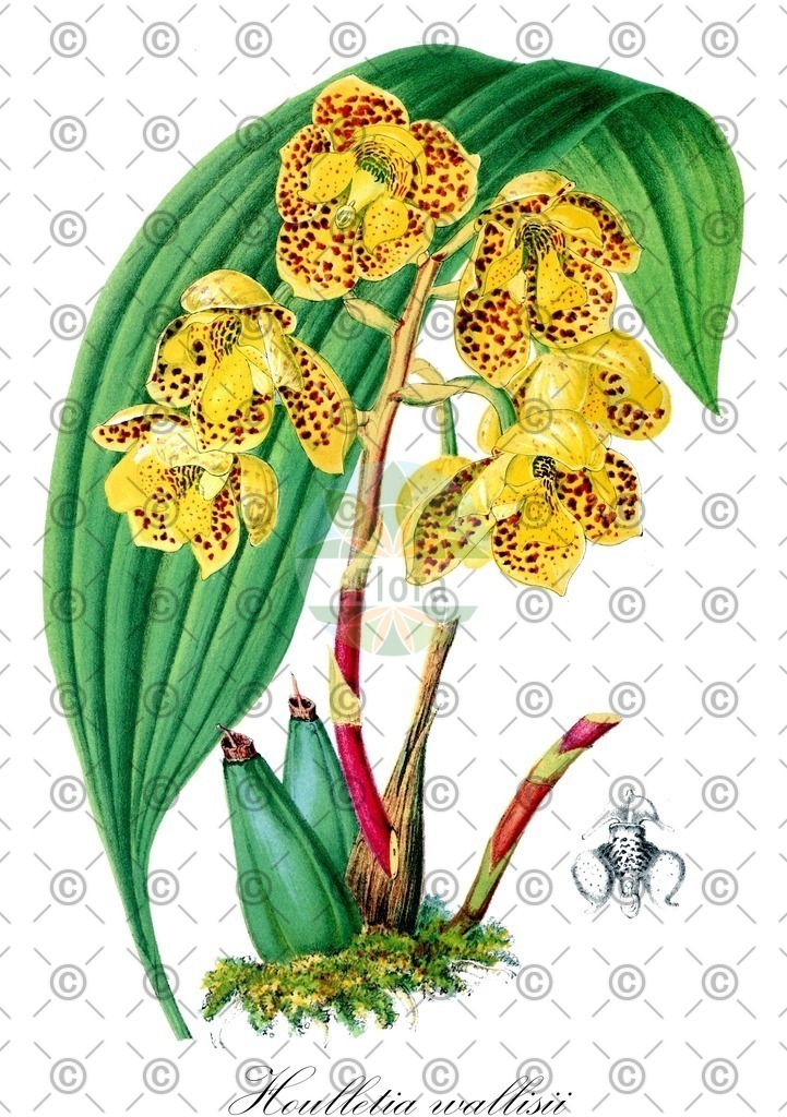 HistAbb_wfo-0000725055_1_ENZY_Simple | Historische Abbildung von Houlletia wallisii - Orchidaceae | Historical Illustration of Houlletia wallisii - Orchidaceae