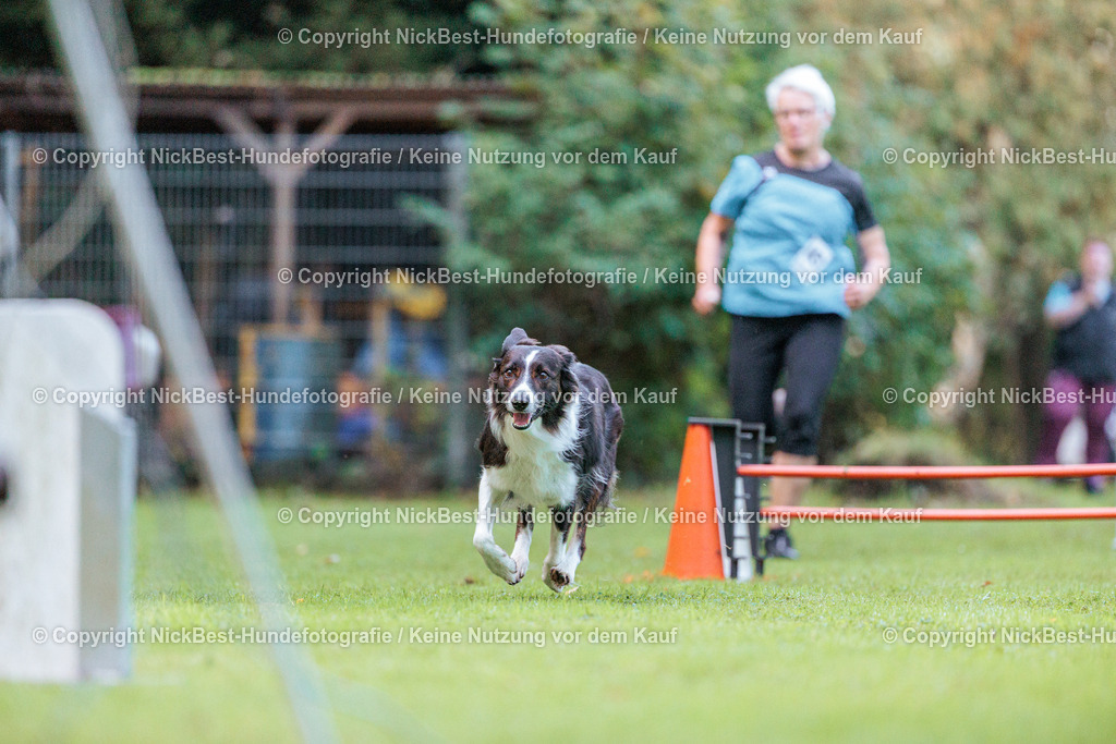 THS-HSV-Blumenthal-2026-Nickbest-Hundefotografie-1248 | Dein Hund! Dein Moment! Deine Erinnerungen! Hundefotografie in Bremen Blumenthal. Ich fange die besonderen Momente deines Vierbeiners ein – ob Indoor mit Blitzanlage oder in der freien Natur. Sicher dir dein Moment und dein Termin für eure Erinnerungen.
