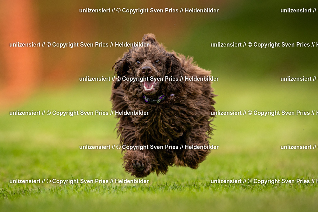 Sven Pries | 2024-09-22 - Hunderennen Baden-BadenPudelverein - Realisiert mit Pictrs.com