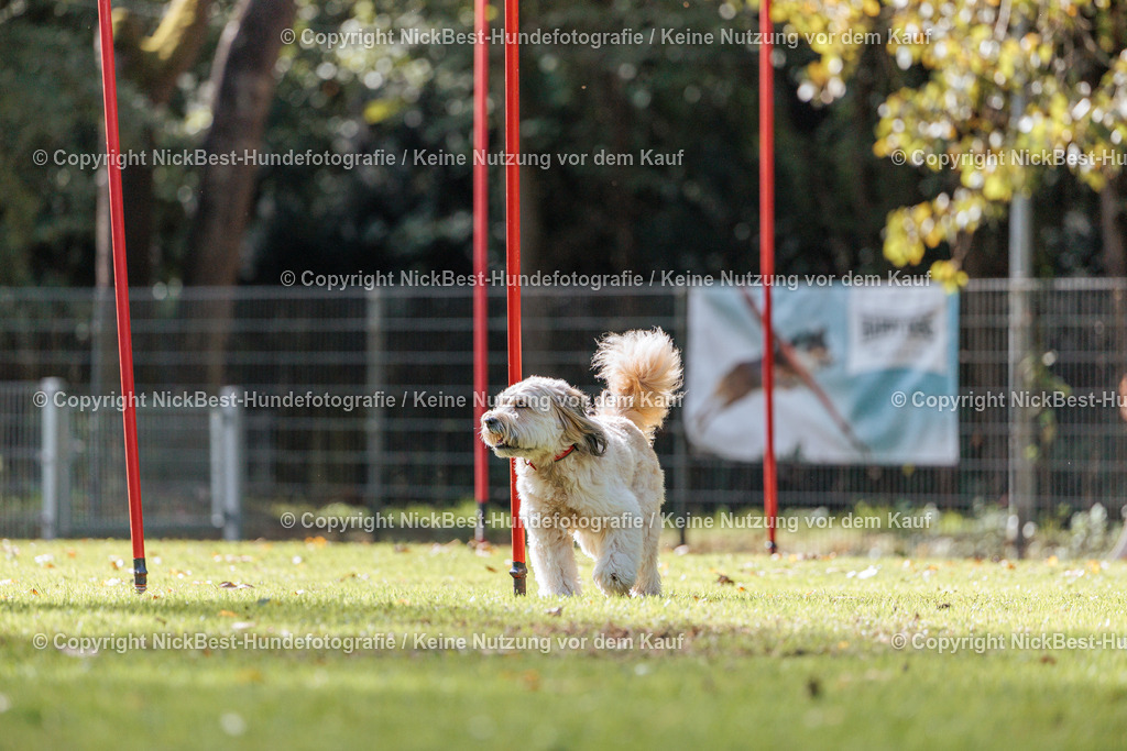 THS-HSV-Blumenthal-2026-Nickbest-Hundefotografie-2980 | Dein Hund! Dein Moment! Deine Erinnerungen! Hundefotografie in Bremen Blumenthal. Ich fange die besonderen Momente deines Vierbeiners ein – ob Indoor mit Blitzanlage oder in der freien Natur. Sicher dir dein Moment und dein Termin für eure Erinnerungen.