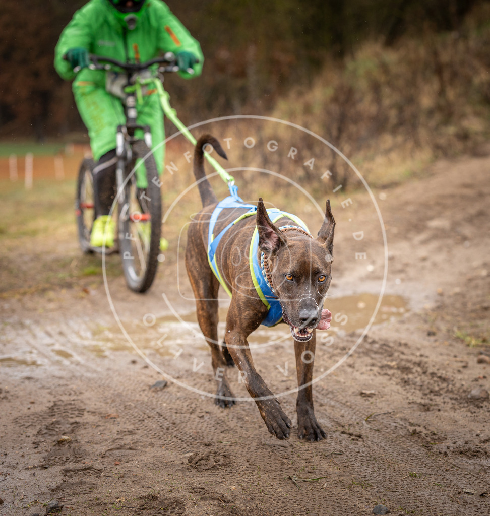 DV3A9537 | Hundefotografie, Tierfotograf, Pfotenfotografie, Fotoshooting Hund, Hunde Portrait, Hundesport, Hundeportraits, Heideshooting, Hunde, Sportfotograf, Hundefotograf, Turnierhundsport, THS,  - Realisiert mit Pictrs.com