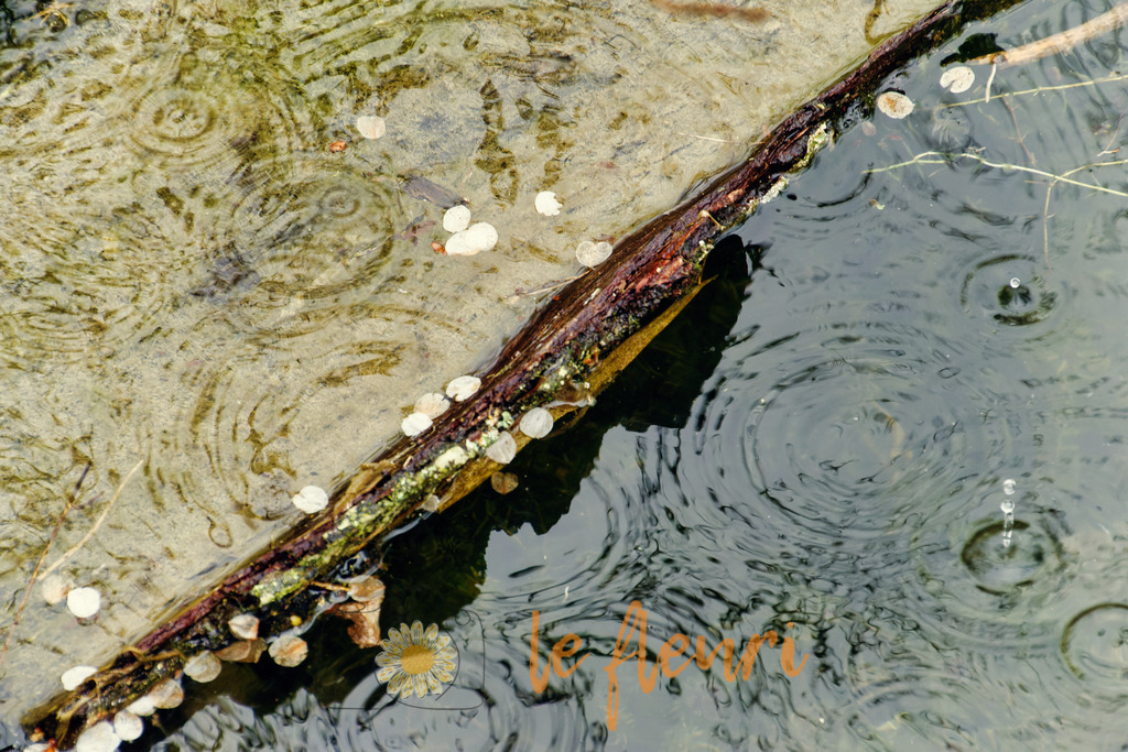 DSC_0205-NEF_DxO_DeepPRIME (1) | Dies ist der Shop von Florian Blum - le fleuri. Langenthal, Bern, SchweizSie können hier meine oder ihre eigenen Fotos als Fotoprodukte kaufen. Tassen, Schlüsselanhänger, Taschen etc. können Sie hier gestalten.  - Realisiert mit Pictrs.com