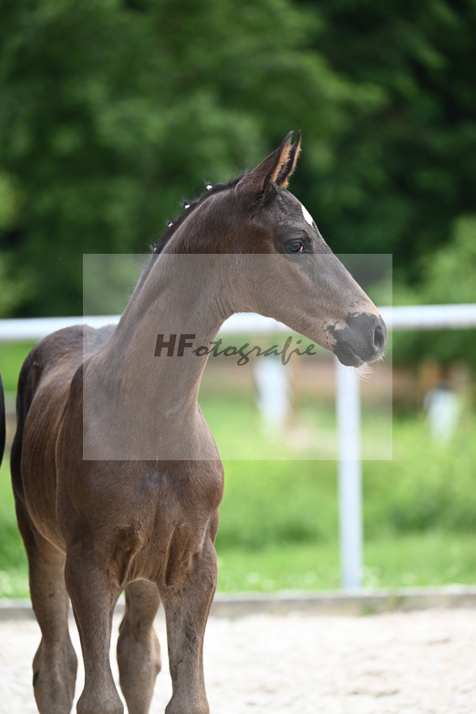 Segantini x Desperados_HF_Kloessinger_20240905 | hf-fotografie - Realisiert mit Pictrs.com