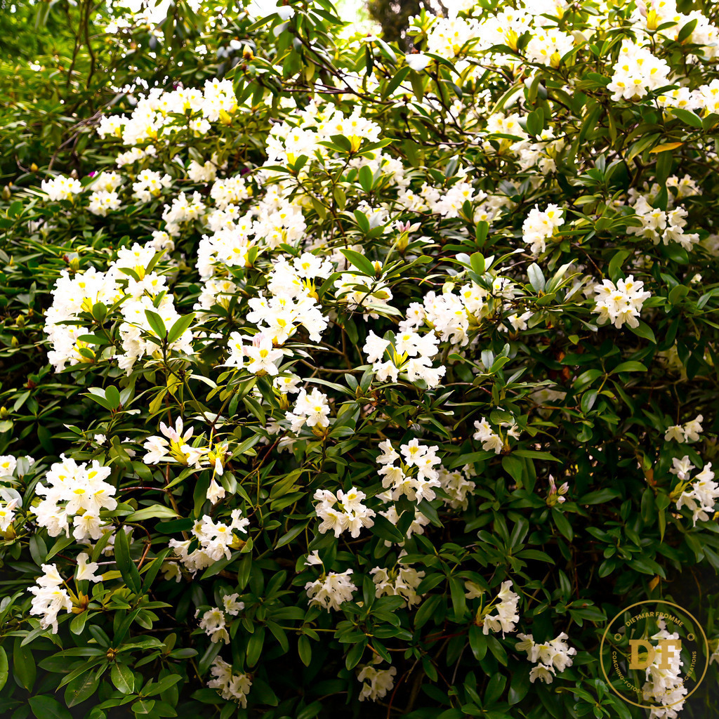 3_DSC8088 | Geschenke, Wandbilder und Accessoires mit Motiven aus Dresden und anderen schönen Orten zur Verschönerung Deines zu Hauses und zum verschenken gewünscht? Wähle Deine Lieblingsbild auf dem Produkt Deiner Wahl. 