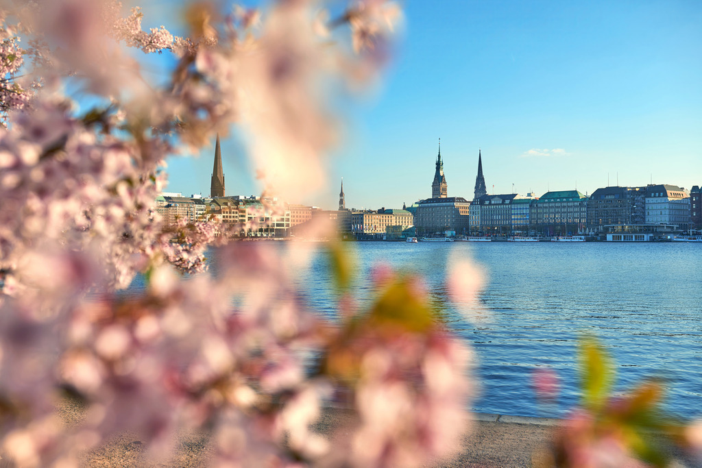 10241115 - Kirschblüte an der Binnenalster | Frühlingshaftes atmosphärisches Kirschblütenmotiv von der Binnenalster.