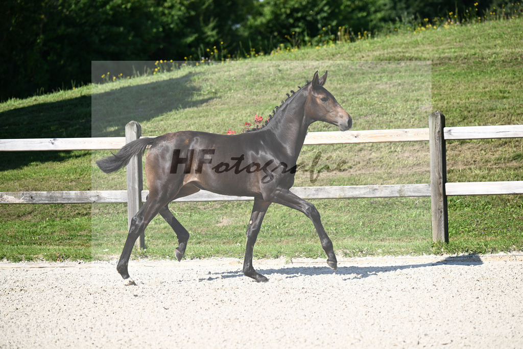 Kat-Nr. 1 Feliciano x Contender_SF_Berger_24250019 | hf-fotografie - Realisiert mit Pictrs.com