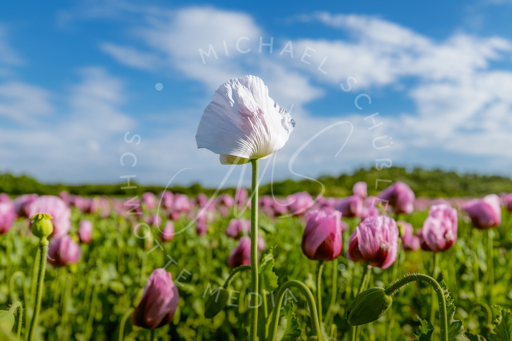 2025-05-20 2025-05-20 Erlenbacher Oelmuehle Mohnblumen 105 | Schwotte Media - Realisiert mit Pictrs.com