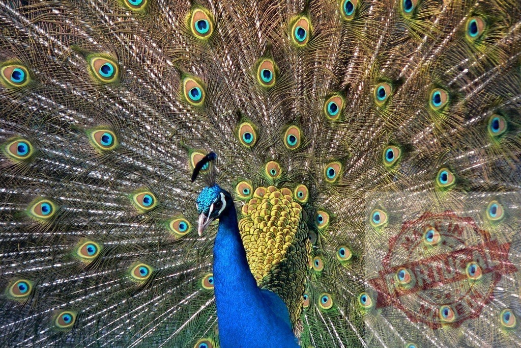 Peacock spreading tail displaying vibrant eye feathers | Peacock flaunting its iridescent blue body and intricate eye-spotted tail feathers - Realisiert mit Pictrs.com