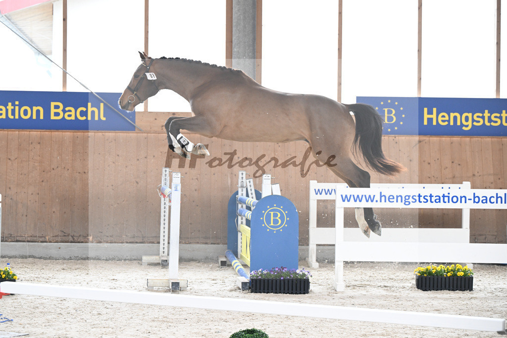 Kat-Nr. 7 Securus Eickenrode v. Eldorado v d Zeshoek_5250260 | hf-fotografie - Realisiert mit Pictrs.com