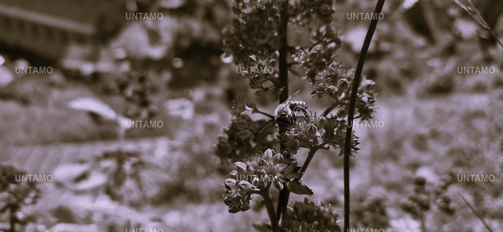 Biene Blüte Pink Retro | untamo - Realisiert mit Pictrs.com