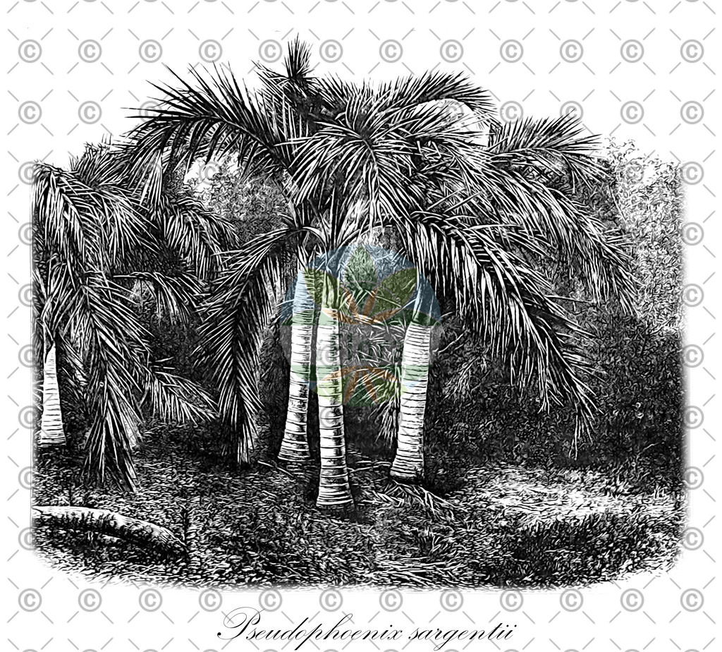HistAbb_733K_1_ENZY_Simple | Historische Abbildung von Pseudophoenix sargentii - Arecaceae | Historical Illustration of Pseudophoenix sargentii - Arecaceae (buccaneer palm)
