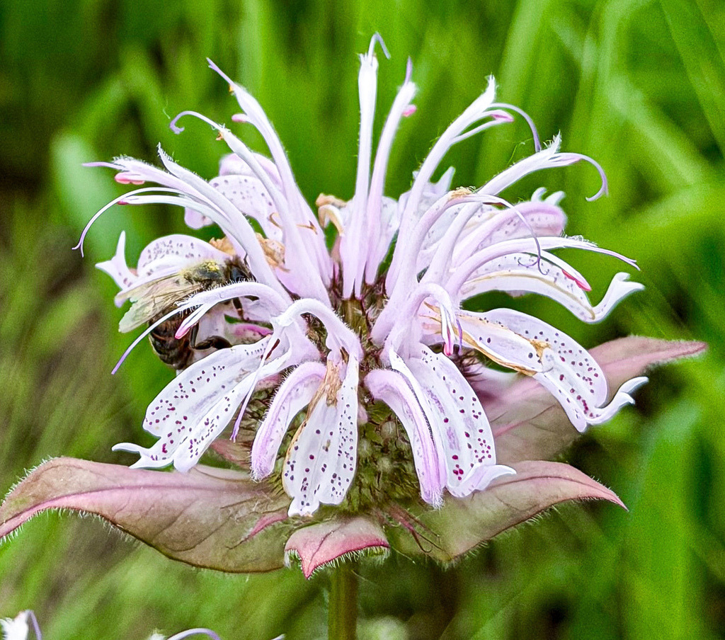 Bee Inside Monarda Blossom | Close-up of a monarda flower with a hidden bee surrounded by delicate botanical textures and soft natural colors. - Realisiert mit Pictrs.com