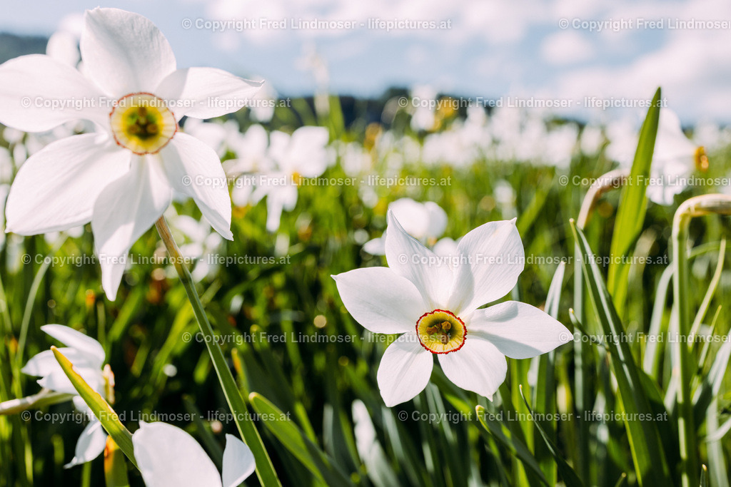Narzissenbluete Mariazellerland 2022-7872 | Fotos und Fotoprodukte - Realisiert mit Pictrs.com