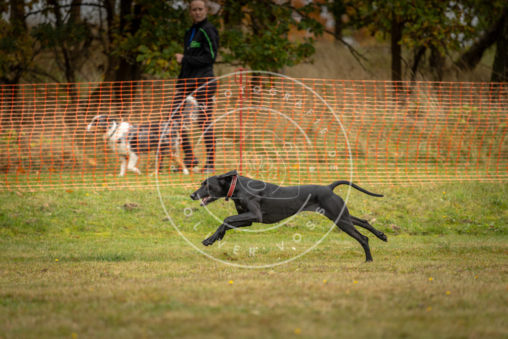 Pfotenfotografie_DV3A2835 | Hundefotografie, Tierfotograf, Pfotenfotografie, Fotoshooting Hund, Hunde Portrait, Hundesport, Hundeportraits, Heideshooting, Hunde, Sportfotograf, Hundefotograf, Turnierhundsport, THS,  - Realisiert mit Pictrs.com