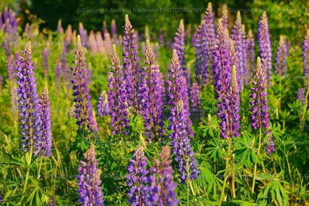 Lupinen in Ljungby | Lupinen in Ljungby - Realisiert mit Pictrs.com