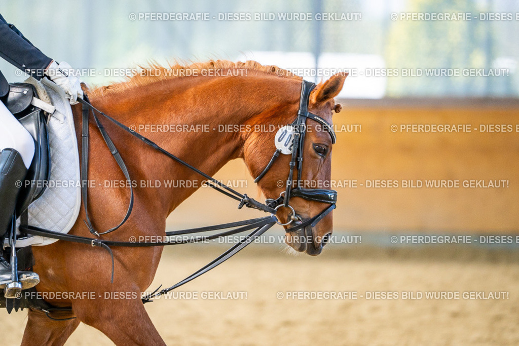 DSC03520 | Pferdegrafie