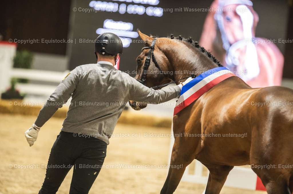 20240302_Hengstvorstellung_Marbach_TOMsPiC_0480 | equistock