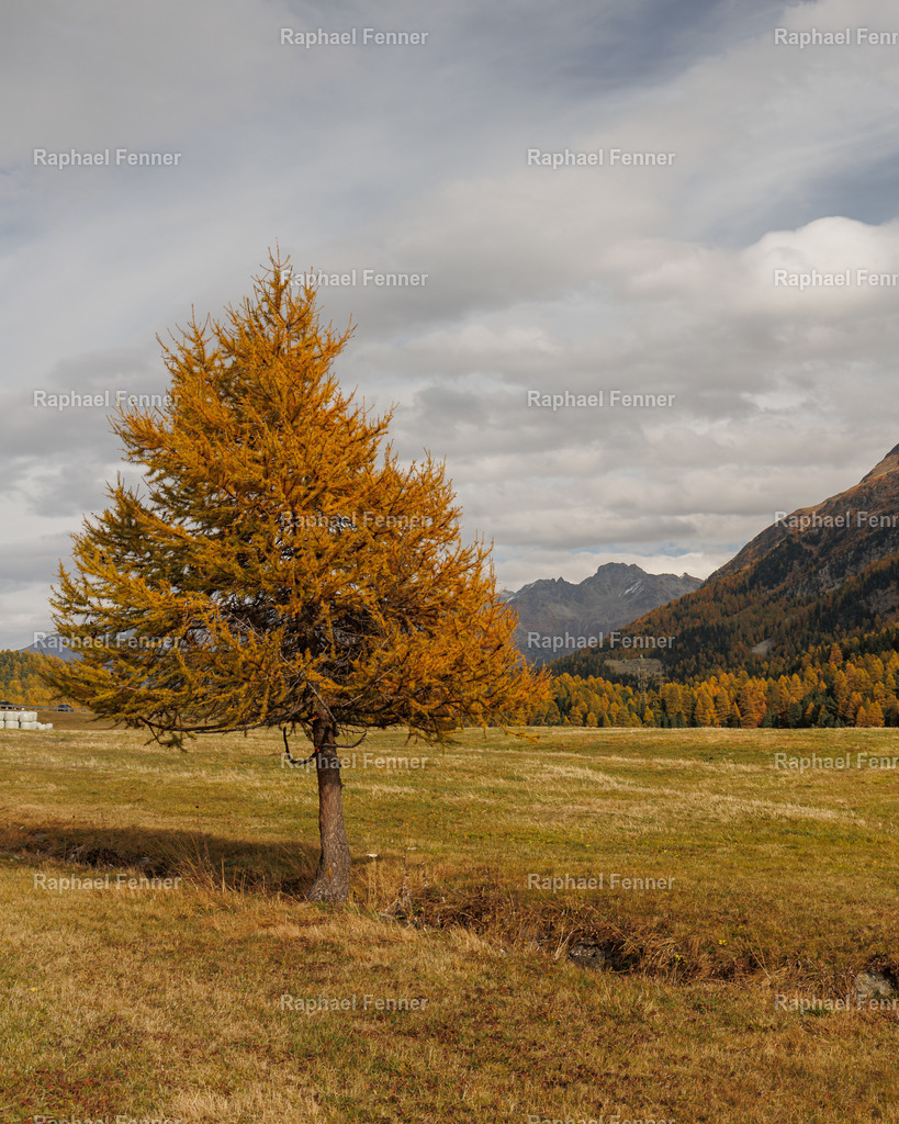 IMG_9499 | Erlebe eindrucksvolle Landschaftsfotografie aus dem Engadin und darüber hinaus. Raphael Fenner bietet zudem professionelle Fotoaufträge für Hochzeiten, Porträts und Unternehmen. Jetzt entdecken und inspirieren lassen!