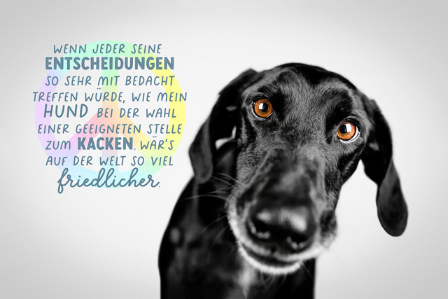 Lukes Suche nach der perfekten Stelle! | "Wenn jeder seine Entscheidungen so sehr mit Bedacht treffen würde, wie mein Hund bei der Wahl einer geeigneten Stelle zum Kacken, wär's auf der Welt so viel friedlicher."Während ich mit Luke die perfekte Stelle suche, trällere ich auch gerne... "Das ist die perfekte Stelle, das ist der perfekte Tag..."
