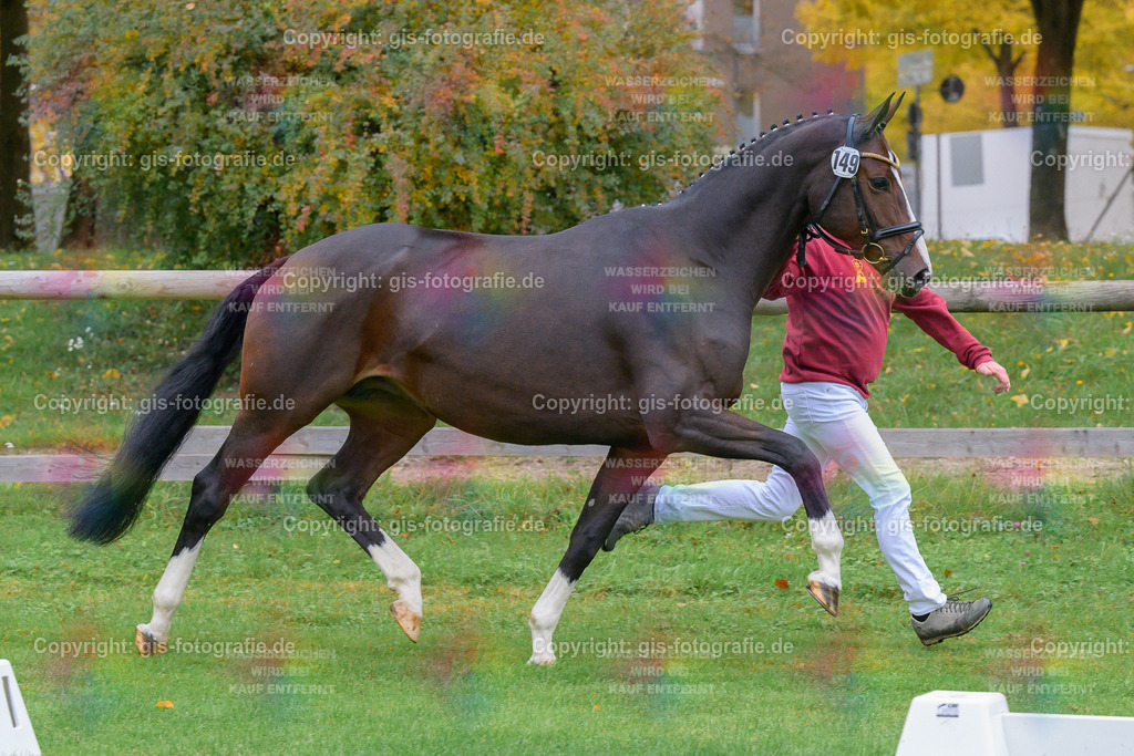 149_Antoninette_v.Mochito__Schwaiganger_251018_04_gis | gis-fotografie