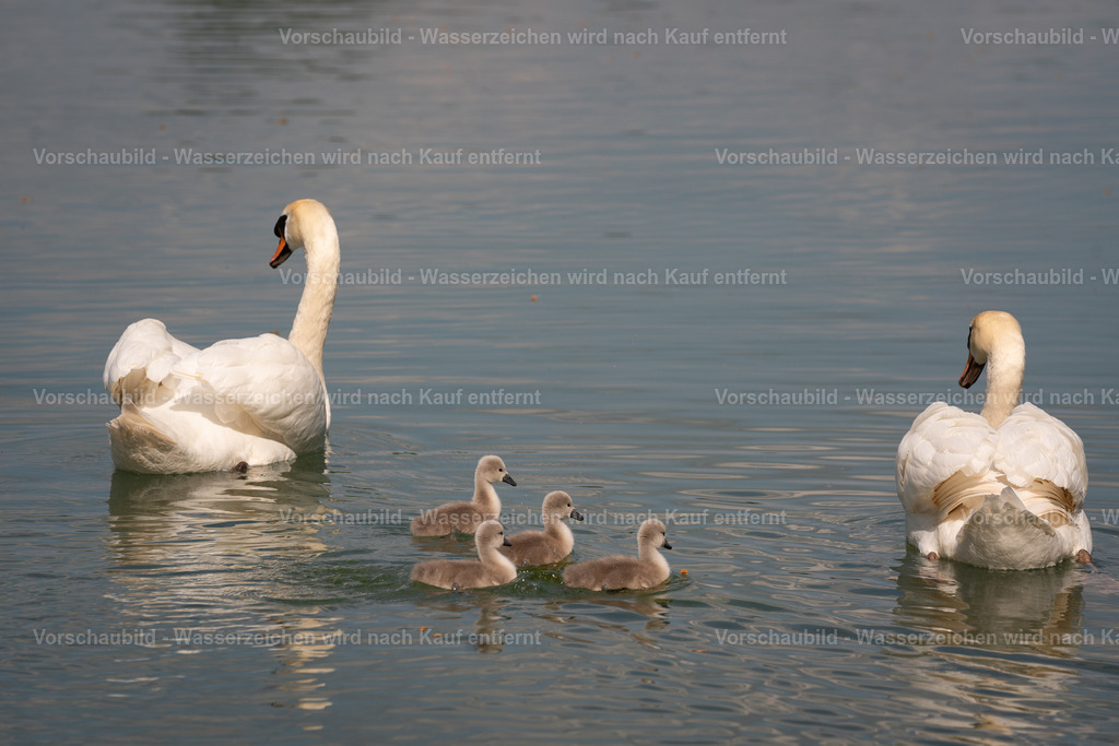 DSC01219 | marcuslinek