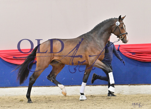 82 DE433332145920 HM Zackerey - Florencio I - Akzent IIDSC_3343_s | <meta name="description" content="★Offizieller Merchandise und Foto-/Videostore des Oldenburger Verbandes.★ ✅Jetzt auch digital Ausdrucke erhältlich." />
<meta name="keywords" content="Merchandise Foto-/Videostore Oldenburger Verband Photographie 