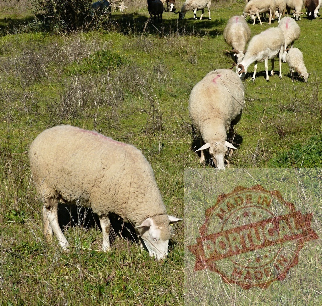 Flock of sheep grazing in green pastureland | Sheep are grazing on green grass in a field under bright daylight - Realized with Pictrs.com