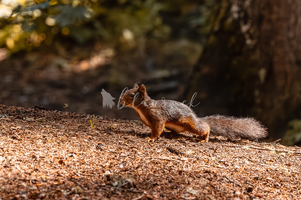 _01A5705 | Sportbilder, Sportfotograf, Hochzeits- und Eventfotografin, Flugshows, Portraits und Tiershooting, Aviation, Downhill, Nationalleague, Swissleague, International