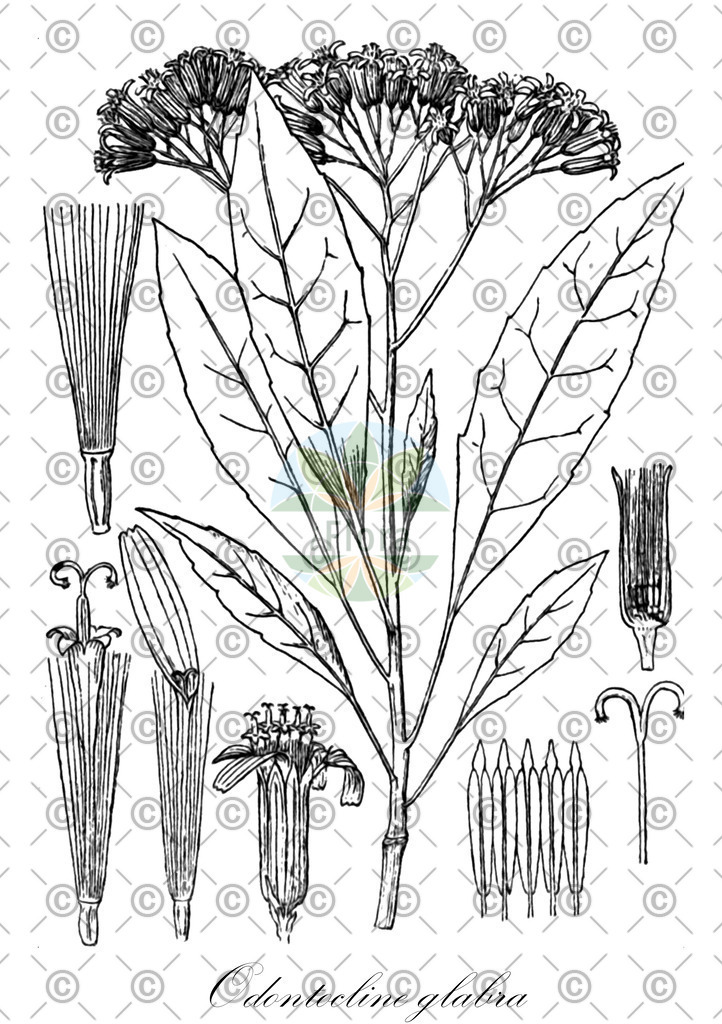 HistAbb_wfo-1000008821_1_ENZY_Simple | Historische Abbildung von Odontocline glabra - Asteraceae | Historical Illustration of Odontocline glabra - Asteraceae