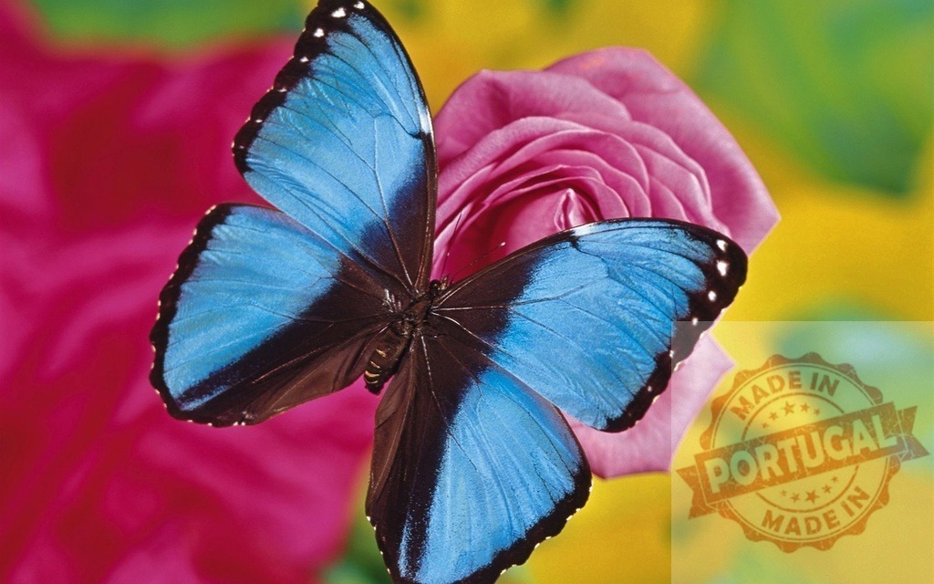 Blue morpho butterfly resting on a pink rose with colorful background | Beautiful blue morpho butterfly with open wings resting on a pink rose in a colorful garden - Realized with Pictrs.com