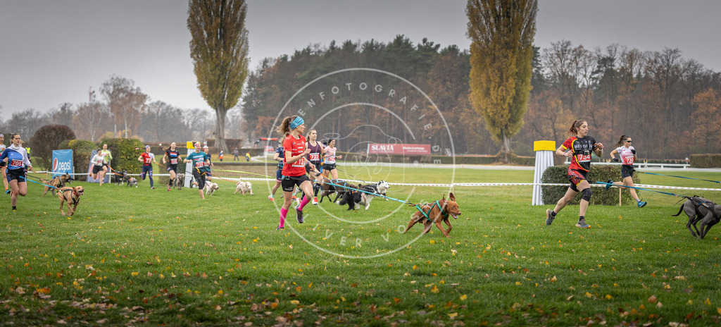 CaniXpix_DV3A8826 | Hundefotografie, Tierfotograf, Pfotenfotografie, Fotoshooting Hund, Hunde Portrait, Hundesport, Hundeportraits, Heideshooting, Hunde, Sportfotograf, Hundefotograf, Turnierhundsport, THS,  - Realisiert mit Pictrs.com