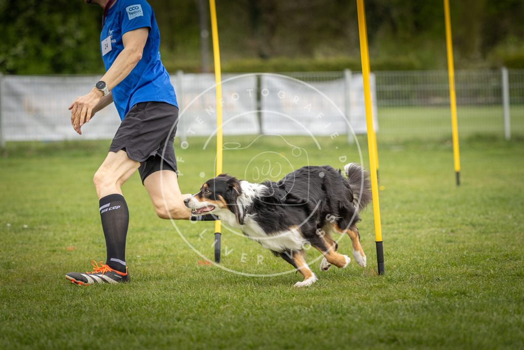 Pfotenfotografie_DV3A0196 | Hundefotografie, Tierfotograf, Pfotenfotografie, Fotoshooting Hund, Hunde Portrait, Hundesport, Hundeportraits, Heideshooting, Hunde, Sportfotograf, Hundefotograf, Turnierhundsport, THS,  - Realisiert mit Pictrs.com