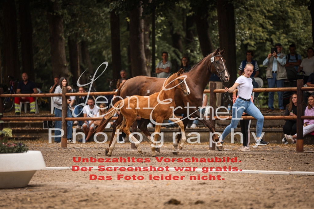 SaFohlen00111 | Leoni Ertmer Photography - Realisiert mit Pictrs.com