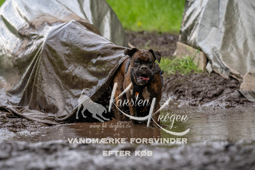 1538_ZZ94530 | kk-dogfotos