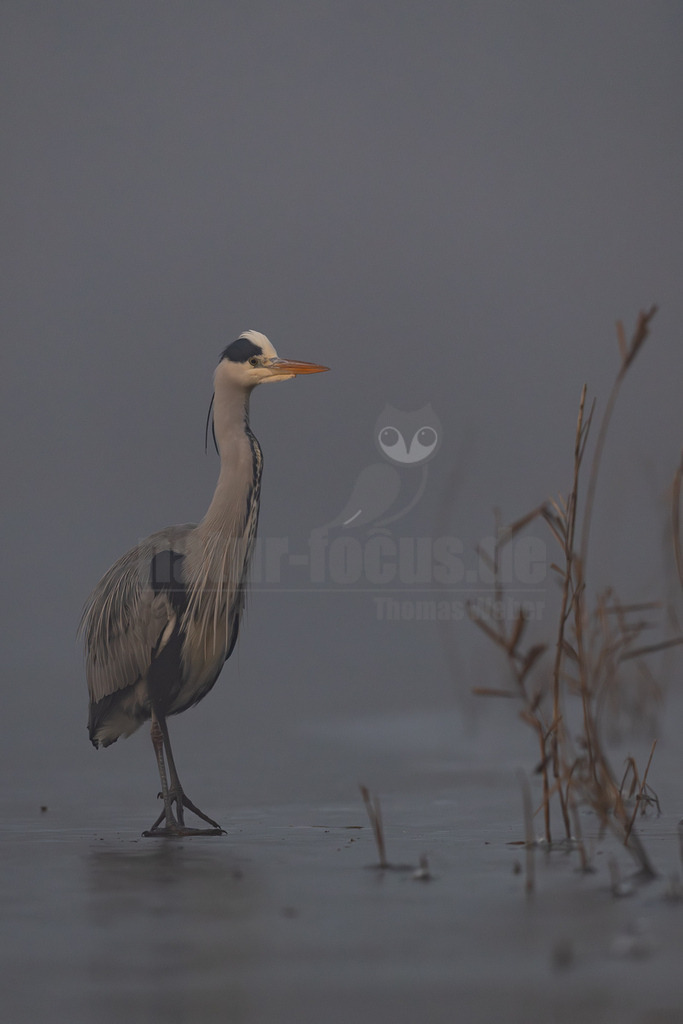 R5M29065_20251228 | Ein Graureiher (Ardea cinerea) steht auf einer spiegelnden, dünnen Eisschicht oder flachem Wasser, umgeben von vereinzelten Schilfhalmen. Der Hintergrund ist neblig und verschwommen, was eine ruhige und mystische Atmosphäre schafft. Der Reiher blickt aufmerksam nach rechts aus dem Bild. - Realisiert mit Pictrs.com