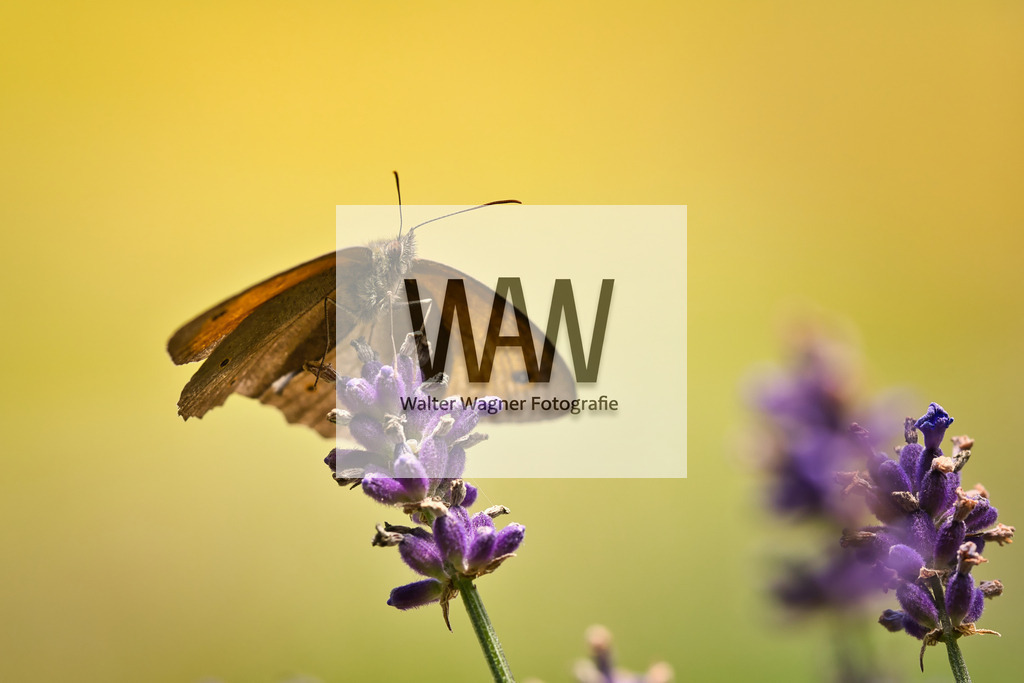 Ochsenauge | walter-wagner-fotografie