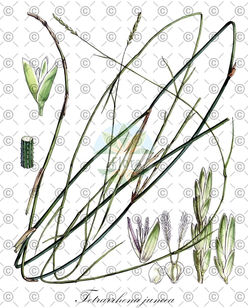 HistAbb_63V5D_2_ENZY_Simple | Historische Abbildung von Tetrarrhena juncea - Poaceae | Historical Illustration of Tetrarrhena juncea - Poaceae