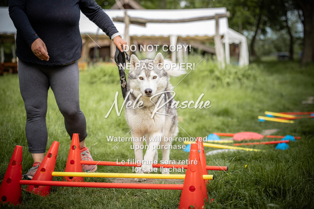 nelerasche_So-earlydog_30 | nelerasche