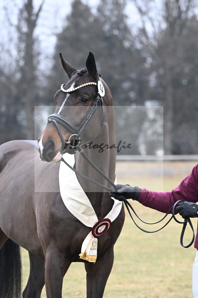 Kat.-Nr. 14 v. Cornet_s Balou (Balou du Reventon Z)_Keitel und Laue_3265807 | hf-fotografie - Realisiert mit Pictrs.com