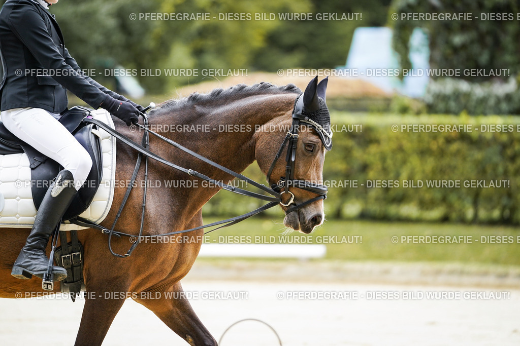 DSC04263 | Pferdegrafie