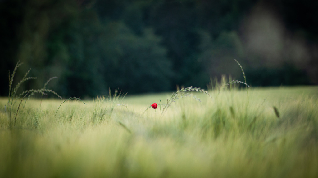 DSC_0442 | kaefersammler_roy - Realisiert mit Pictrs.com