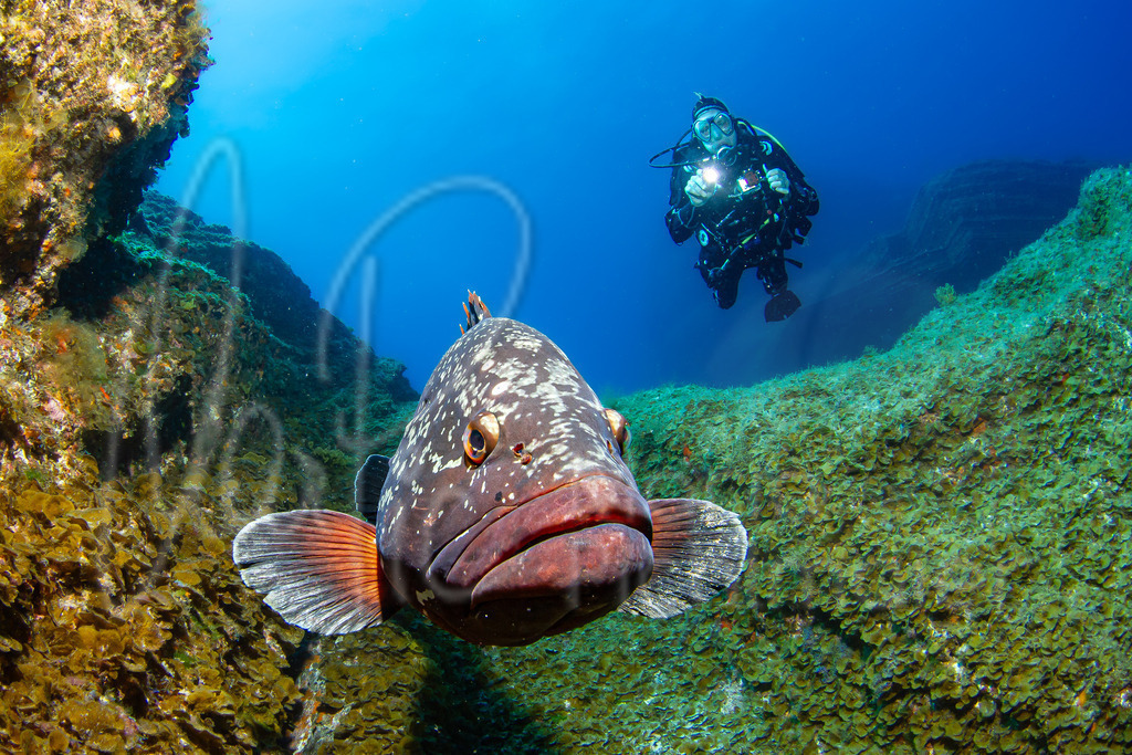 Epinephelus marginatus | DE: Brauner ZackenbarschEN: Dusky grouperES: Mero morenoFR: Mérou noir Model Thomas Pichlmaier - Realisiert mit Pictrs.com