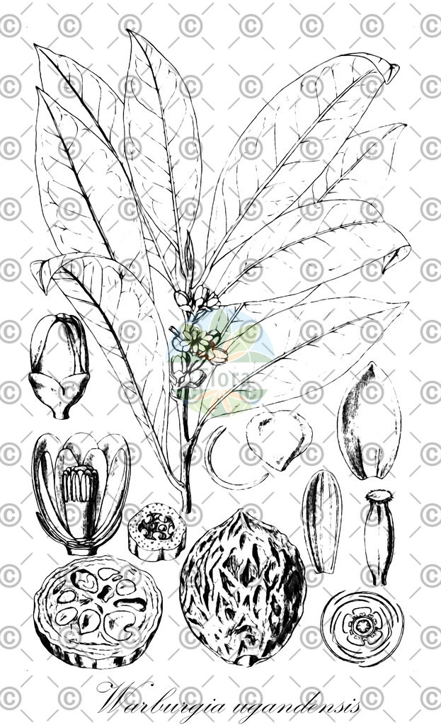 HistAbb_wfo-0001161268_1_ENZY_Simple | Historische Abbildung von Warburgia ugandensis - Canellaceae | Historical Illustration of Warburgia ugandensis - Canellaceae