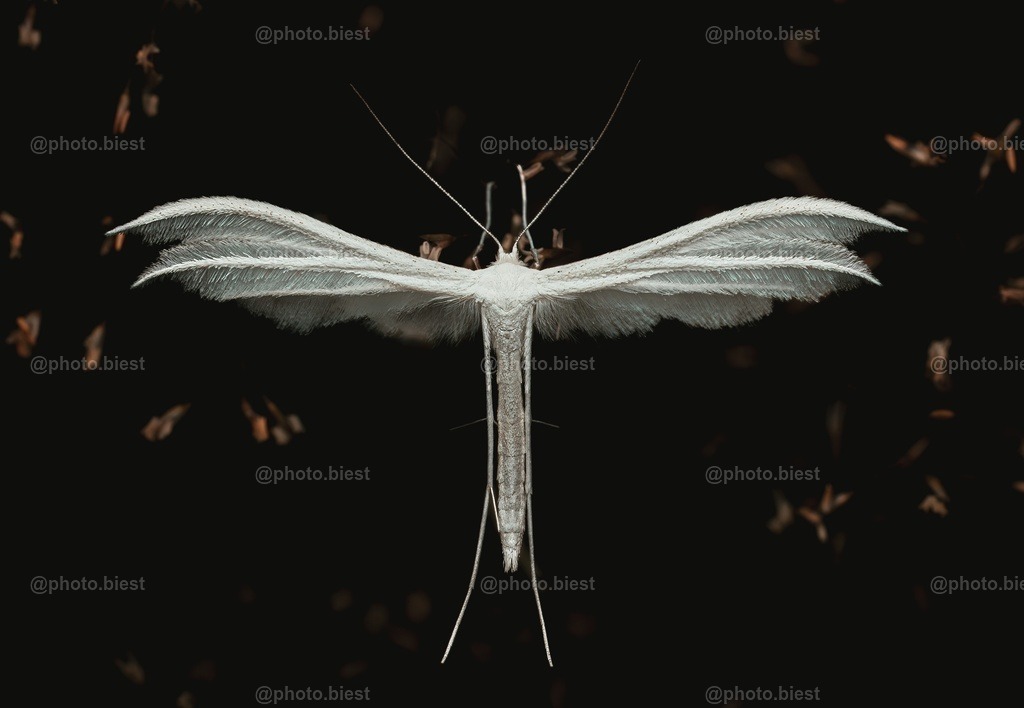 IMGC7449-2 | photobiest - Realisiert mit Pictrs.com