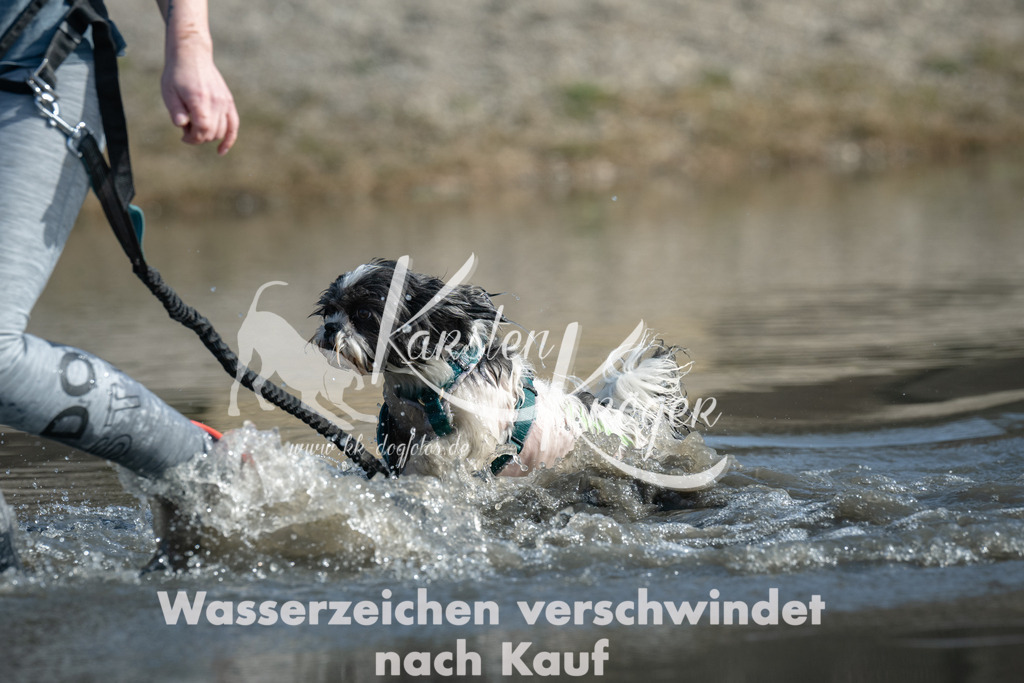 1212_ZZ98530 | kk-dogfotos