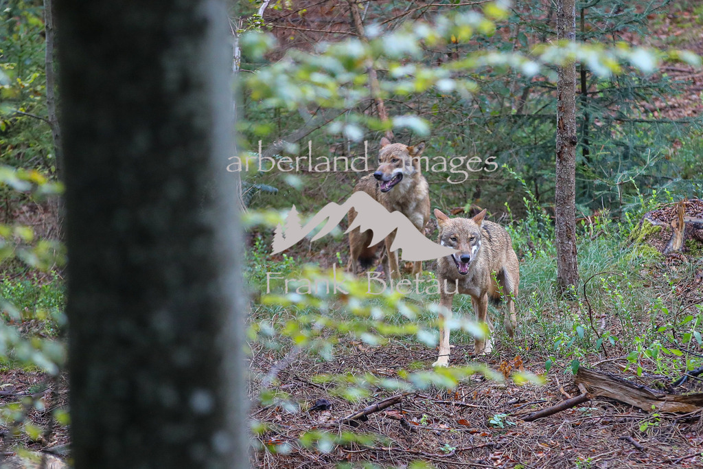 OE7A4124 | erstmalig Erkunden die 4 neuen Wölfe Ihr Gehege im Nat.Park Zentrum Falkenstein in Ludwigsthal